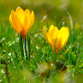 Spring Gardening