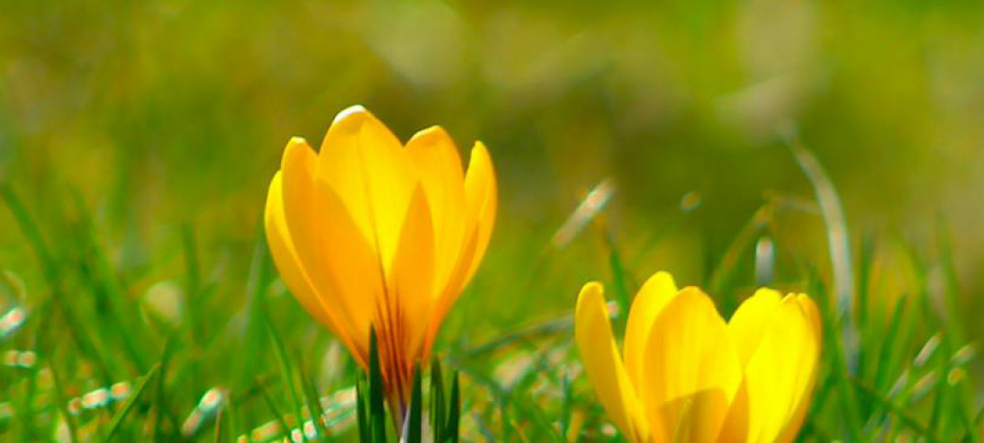 Spring time growth in garden